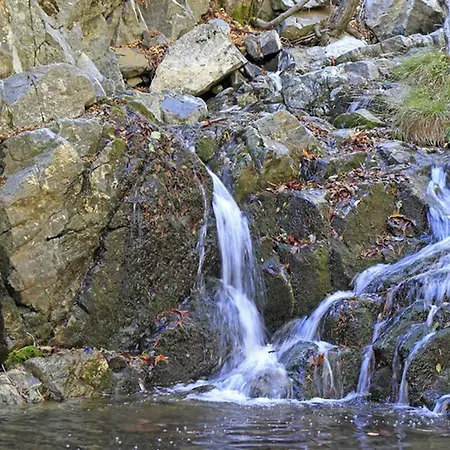 Forest Park * Lemíthu